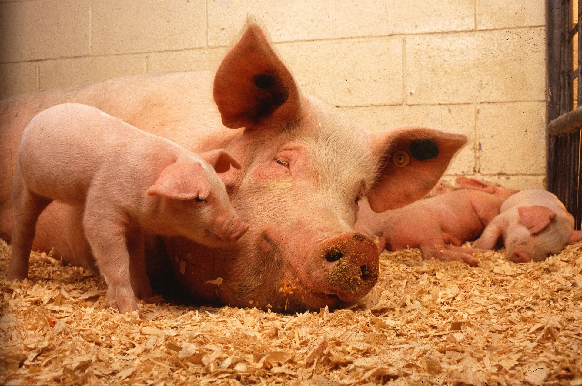 Les parasites en élevage porcin